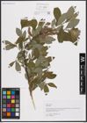 Foto von Salix cinerea L.